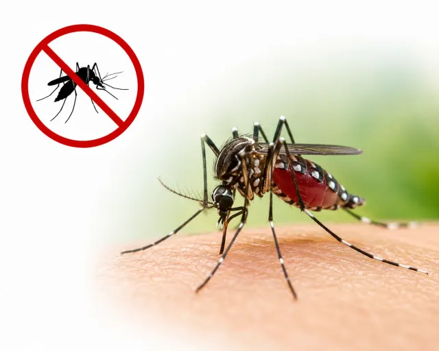MOSQUITO