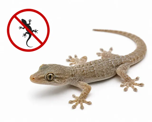LIZARD
